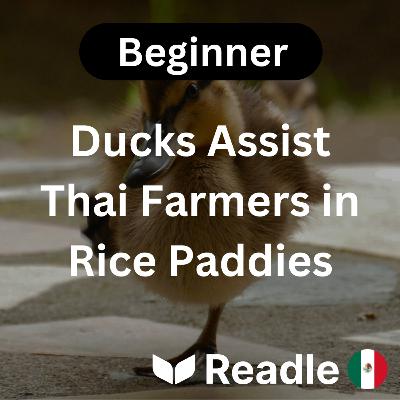 Learn Spanish EP53- Ducks Assist Thai Farmers in Rice Paddies (Beginner) Learn Spanish EP53- Ducks Assist Thai Farmers in Rice Paddies (Beginner)