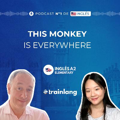 #8 Frequency Adverbs in English | Punch the Monkey Viral Trend Explained | A2 #8 Frequency Adverbs in English | Punch the Monkey Viral Trend Explained | A2