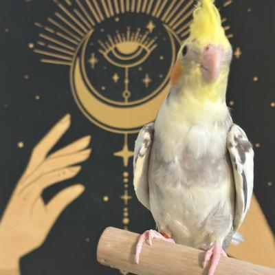 HANCOCKATIELS