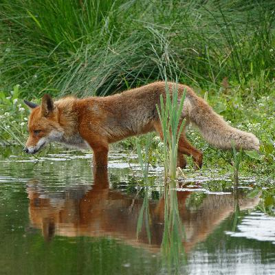 Episode 36 - The Little Foxes...