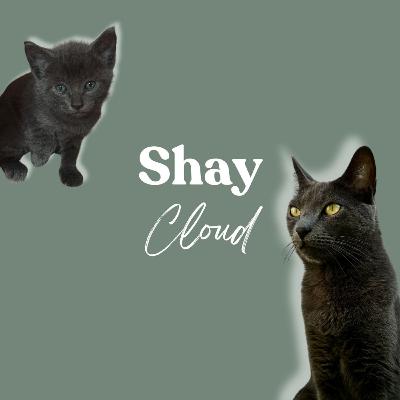 I Adopted a Cat—Then Everything Changed: My Animal Communication Story I Adopted a Cat—Then Everything Changed: My Animal Communication Story