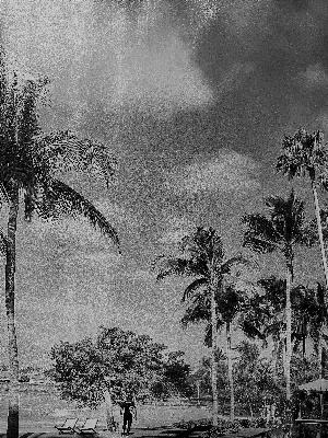 Flight to Paradise Flight to Paradise