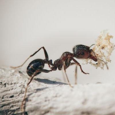 Muita formiga em casa? Saiba como controlar possíveis infestações!