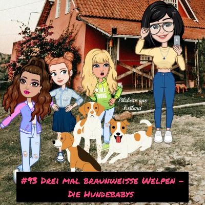 #93 Drei mal braunweiße Welpen - Die Hundebabys