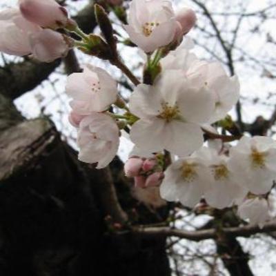 #91 花は桜木 #91 花は桜木