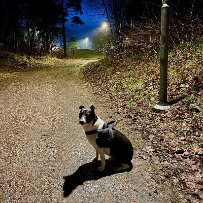 So binaural: Pasejant amb en Rico pel nostre barri