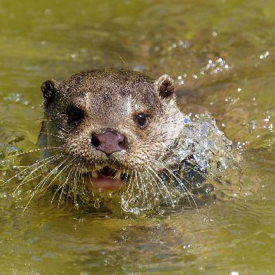 Die Tierdocs: Otter zaubert