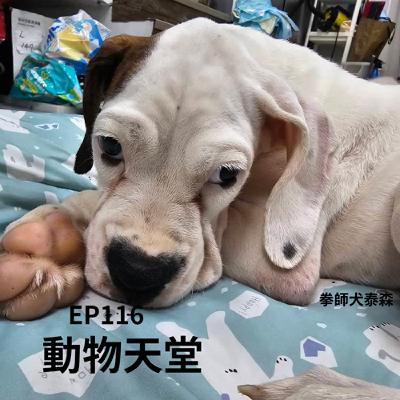 EP116毛孩上天堂後，會去哪些地方？讓寵物溝通師安妮告訴你...