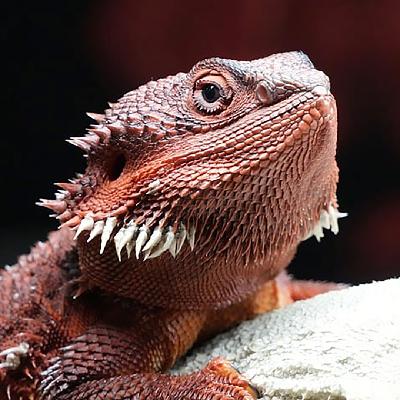 Beardie Bros and Food