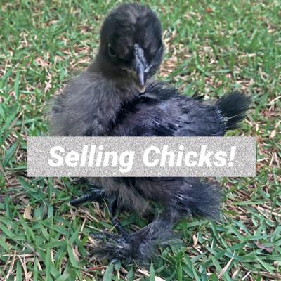 We are Selling Chicks!