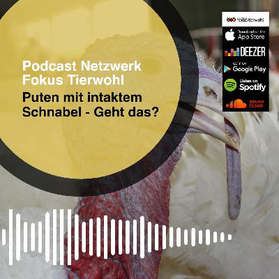 Puten mit intaktem Schnabel - Geht das?