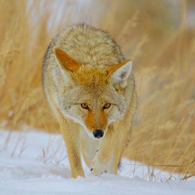 This Week in Yellowstone: December 11th to December 17th, 2025