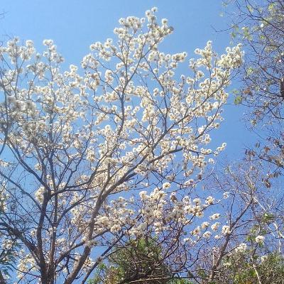 Língua inglesa 21/09/21