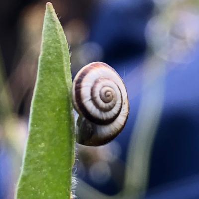 Qué son y cómo funciona los parásitos