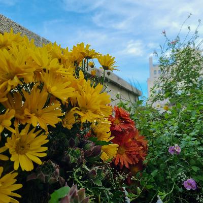 Meterse en un jardín | Tareas para tener las plantas bien cuidadas durante el invierno