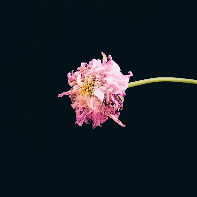 #11 - Mes 3 ouvrages préférés sur la mort #11 - Mes 3 ouvrages préférés sur la mort