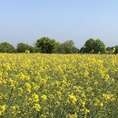 Rapeseed Oil and Offshoring Rapeseed Oil and Offshoring
