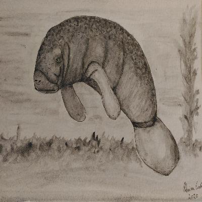 Peixe-Boi Manati