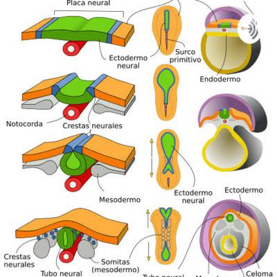 Neurulacion y Gastrulacion