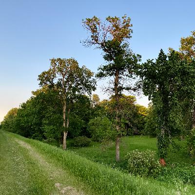 Cherished Woods: The Fight for Lemay