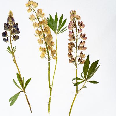 Зубры. Часть 2 Зубры. Часть 2