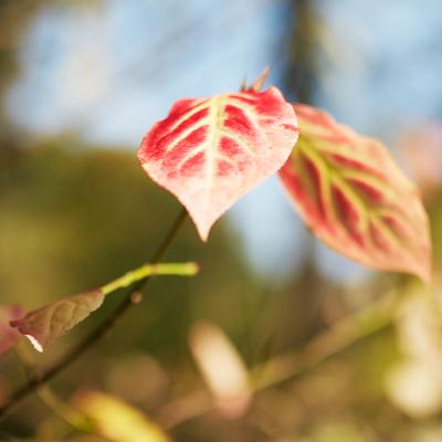 Meditation: Stimulering af vagusnerven