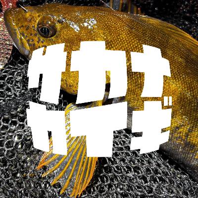 アイナメ :: 一緒に呑みたいサカナNo.1は⁠⁠アイナメ~やる気なサカナと、なまけサカナ~〈サカナダンギ〉