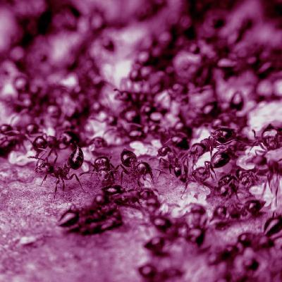 רצח ובגידה בקן הנמלים