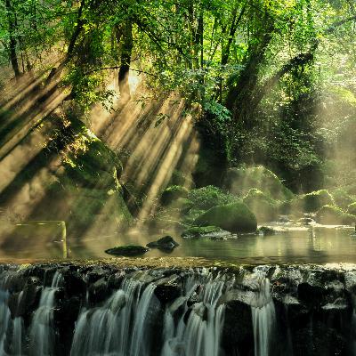 Flourishing Jungle Ambiance (Asmr Rainforest Sounds)
