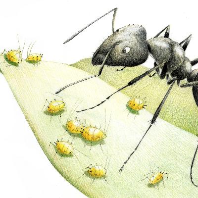 "Pezzetto un milione e Uno"