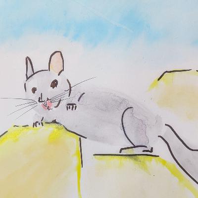 Chinchilla Rat