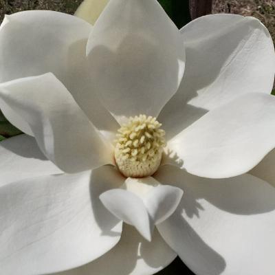 Liberar hucha o energía pesada Liberar hucha o energía pesada