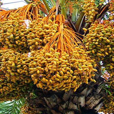 Quem planta tâmara?