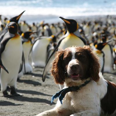 Gus - Macquarie Island eradication specialist retires to the Manning Valley Gus - Macquarie Island eradication specialist retires to the Manning Valley