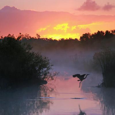 Environment and Nature