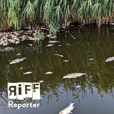 Was passierte nach dem Fischsterben an der Oder, Patricia Friedek? Was passierte nach dem Fischsterben an der Oder, Patricia Friedek?