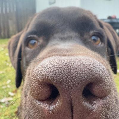 William Mattar on his Rescue a Shelter Animal Photo Contest