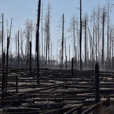 The Deforestation of Eastern Ukraine