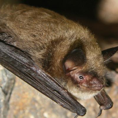 Bat Biology with Jen Brooks