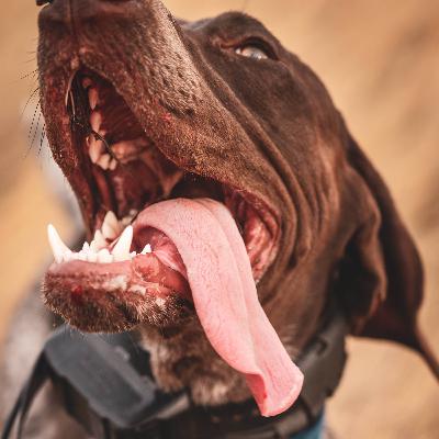 Cooling Strategies and Head Dunking with Dr. Otto