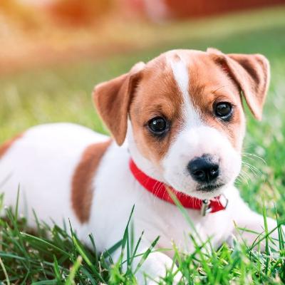 Como treinar um filhote de cachorro a fazer suas necessidades no lugar certo?