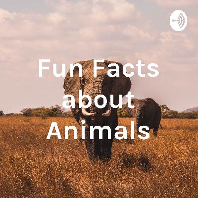 10 Fun Facts about Elephants