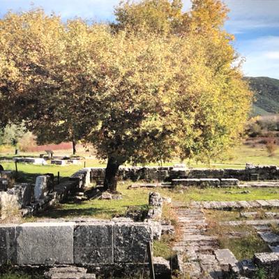 VERSIONE DI GRECO. Agesilao, da Senofonte