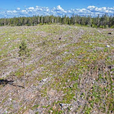 Kahlschlag in Schweden: Der Hunger nach Holz bedroht Urwälder Kahlschlag in Schweden: Der Hunger nach Holz bedroht Urwälder