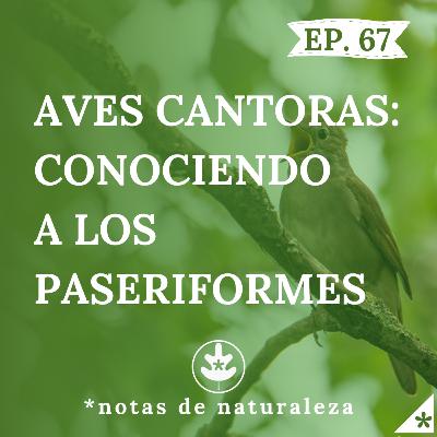 Aves Cantoras: Conociendo a los Paseriformes #67