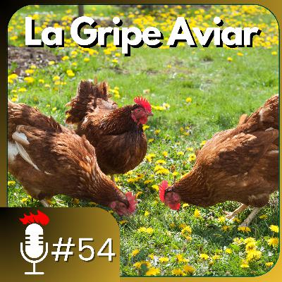 🎙️ LA GRIPE AVIAR: ¿Podemos seguir criando gallinas? ¿Qué medidas tomar? | Podcast #54