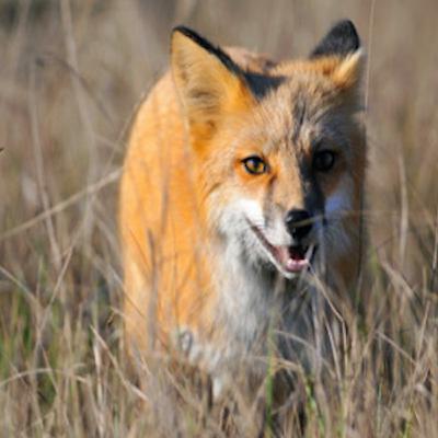 Exploring the Fascinating World of Foxes in Spring