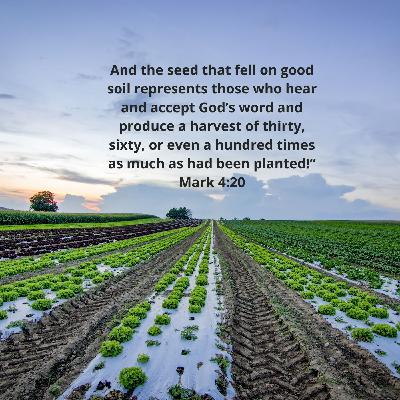 The Harvest is Sure The Harvest is Sure