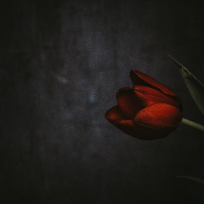 The Daughters Trailer