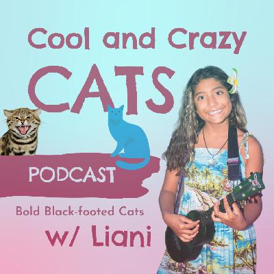 Bold Black-footed Cats
